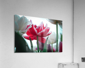 In Bloom in Pastels Acrylic Print