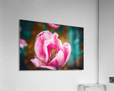 Painted Beauty Acrylic Print