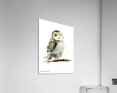 Little owl on a branch Acrylic Print