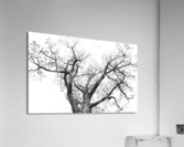Looking Up - Branching Out - Oak Tree Abstract Acrylic Print