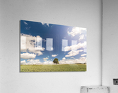Lonely Tree Acrylic Print