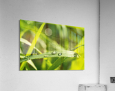 Dewdrops on Grass Acrylic Print