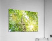 Birch Tree in Spring Acrylic Print