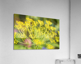 Fennel Flowers  Acrylic Print