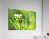 Firebug  on a Flower Acrylic Print