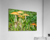 Mushrooms in the Grass  Acrylic Print