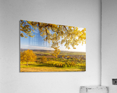 Vineyard at Sunset  Acrylic Print