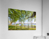Trees at the Elbe River Acrylic Print