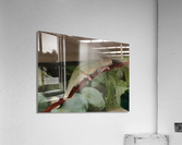 Chameleon Acrylic Print