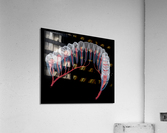 Dental root anatomy Xray view Acrylic Print