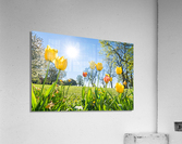 Tulips  Acrylic Print