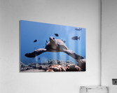 5E708647 1646 43F3 AD3A C27B9B262FC0 Acrylic Print