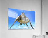 E16328CC A41C 44D2 9584 1272268C7973 Acrylic Print