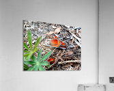 Sequoia Fungi  Acrylic Print