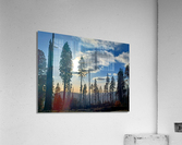 Sequoia and Kings Canyon National Park  Acrylic Print