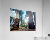 Sequoia and Kings Canyon National Park  Acrylic Print