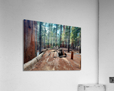 Auto Log- Sequoia National Park  Acrylic Print