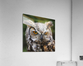Hibou  |  Owl Acrylic Print