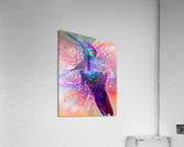 The Hummingbird  Acrylic Print