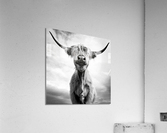 Ah la vache  |  Holy Cow  Impression acrylique