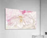 Fleur de cerisier  |  Cherry Blossom  Impression acrylique