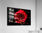 Red rose flower isolated on black background Acrylic Print