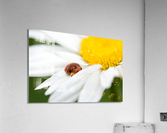 Ladybug on white petals of a flower Acrylic Print