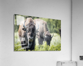 Grazing Acrylic Print