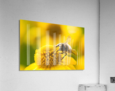 Mining bee on a yellow flower Acrylic Print