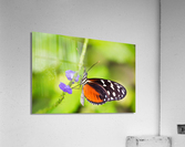 Butterfly taking pollen from a flower Acrylic Print