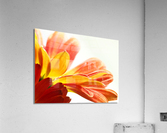 Daisy Petals Acrylic Print
