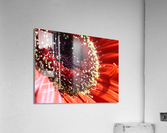 Red Daisy Acrylic Print