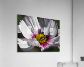 Pollinator Acrylic Print