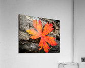 A468AFF5 0E35 4D8C 8A2E BB3168E7E78D Acrylic Print