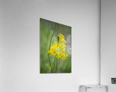 2022 May 11 SmRagwort01 Acrylic Print