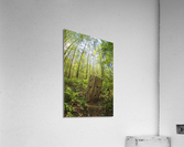 2022 April 17 Stump01 Acrylic Print
