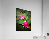 k 8 11o 76b   The Water Lilies Acrylic Print