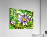 k   Passion Acrylic Print