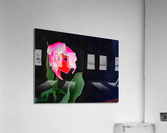 n 00002  The Tulip Acrylic Print