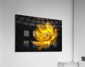 10   Cactus Blossom Acrylic Print