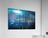 Manta Ray   Lisbon oceanarium Acrylic Print