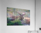 Bull Moose Gaze Acrylic Print