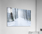 Path in a forest under the snow in winter Acrylic Print