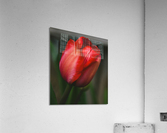 CC307FB5 2ECC 4696 800F 0155651ECD22 Acrylic Print