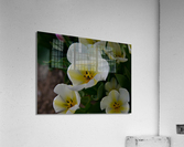 13120CDE 6318 4CF4 8150 C0F030A7166C Acrylic Print