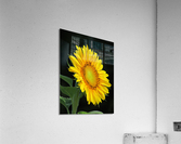 Sunflower Acrylic Print