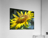 Sunflower pollinator Acrylic Print