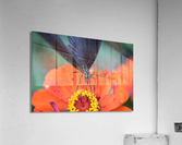 Black butterfly on a red flower Acrylic Print