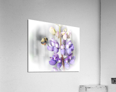 3080094D D185 4223 8EE0 02AA8A0665A2 Acrylic Print