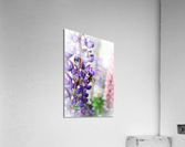 ED964EA7 670A 4B7A 9FD5 14459CFDC15B Acrylic Print